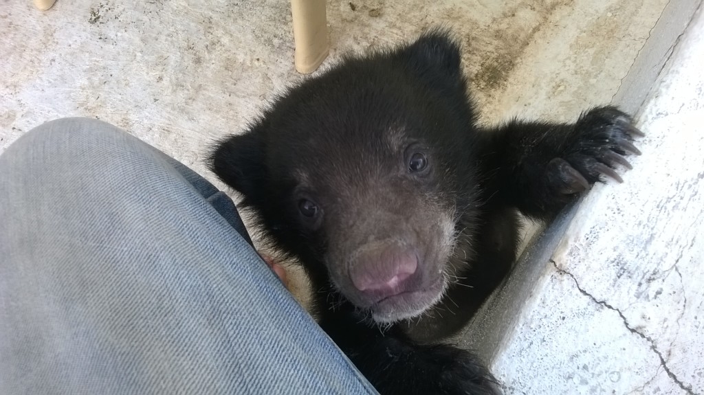Sloth Bear Cub Rescued 1