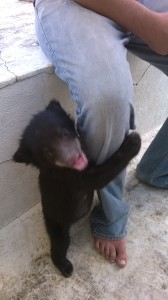 Sloth Bear Cub Rescued 3