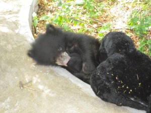 Bear Ramaa Playing with toy