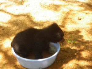 Bear Ramaa in Tub