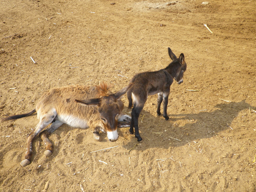 Donkey and Baby 2015a