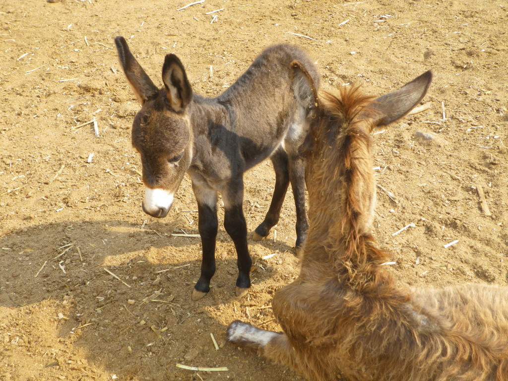 Donkey and Baby 2015c