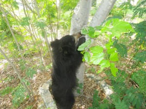 Bear Rama Climbing Tree