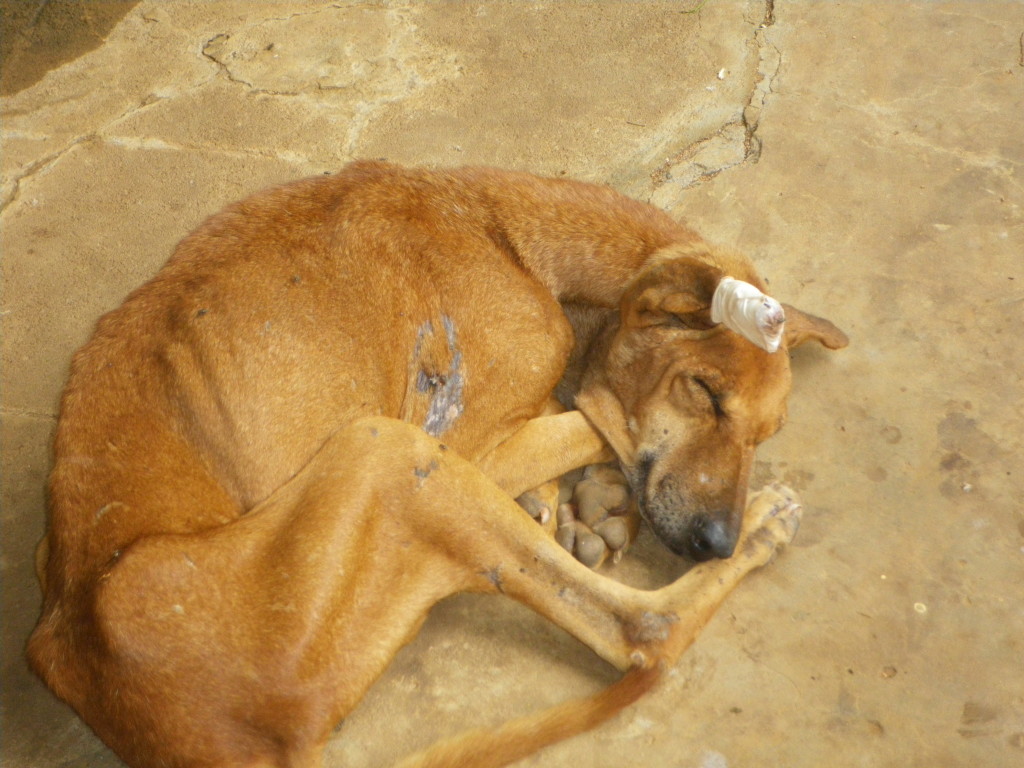 Dog Madhu with Ear Injury