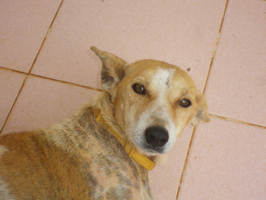 Dog at Karuna Yellow Collar