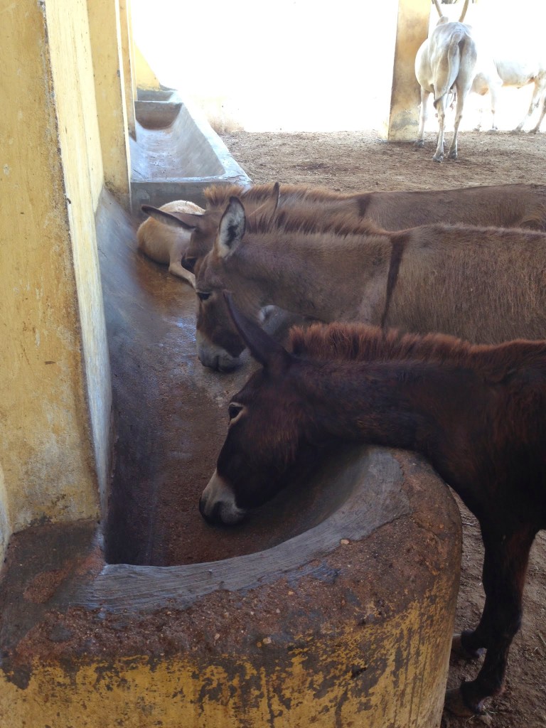 Donkeys Feeding