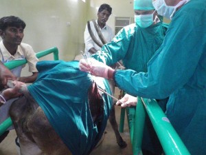 Cow Sterilization 2015-08 Aug A