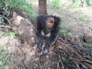Bear Cub Rescue 2015b