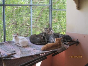 Cat house_12102015 (10)a