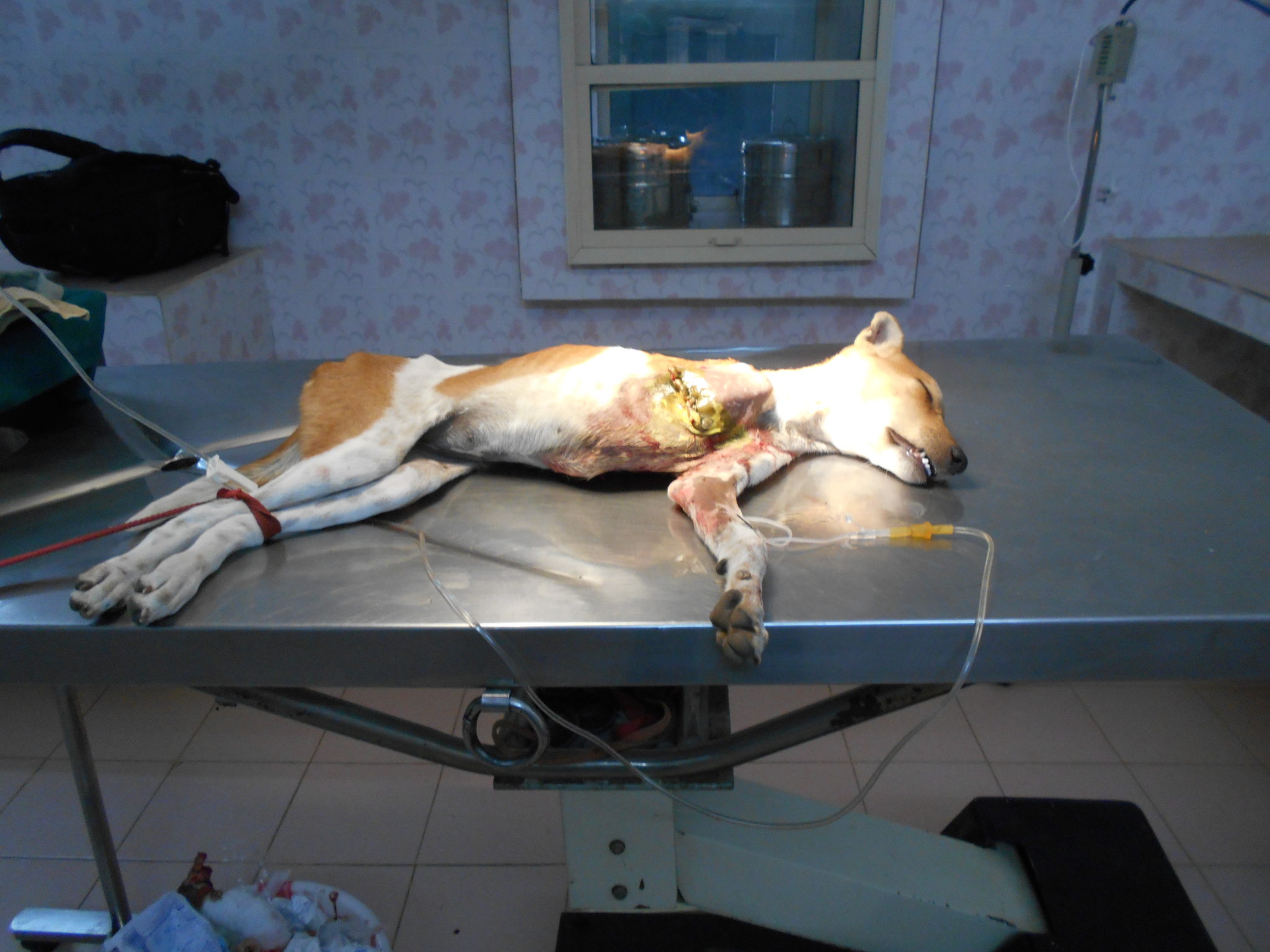 Kunal the Dog’s Leg Amputation – Karuna Society for Animals and Nature