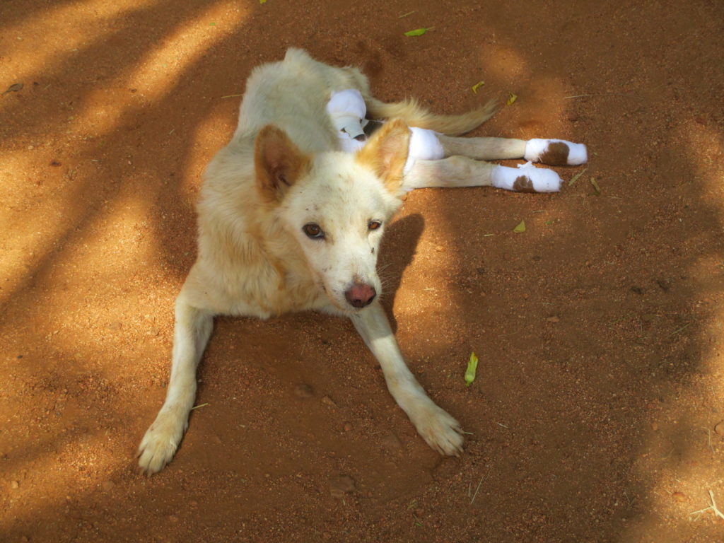 Karuna Dog paralysed new 2016-06-03