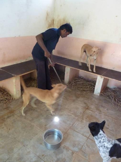 Devotees and the Care of Dogs in Puttaparthi – Karuna Society for Animals  and Nature