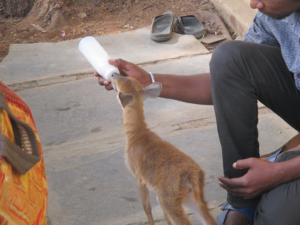 antelope-baby-feeding-1-png