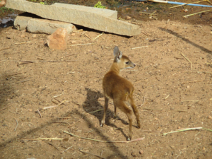antelope-baby-feeding-2-png