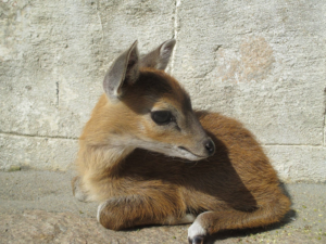 baby-deer-cute-2-png