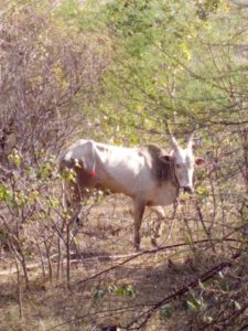 Karuna Bull Free in Forest 2017-01a