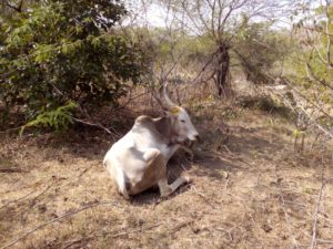 Karuna Bull Free in Forest 2017-01b