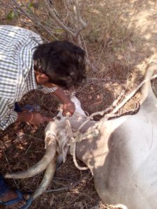 Karuna Bull Free in Forest 2017-01d