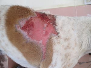 Karuna Dog Burn with Hot Oil 2