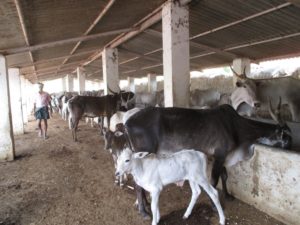 Karuna Drought Animals 1