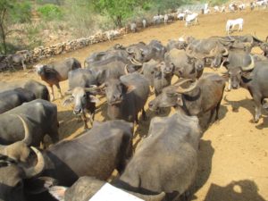 Karuna Drought Animals 2