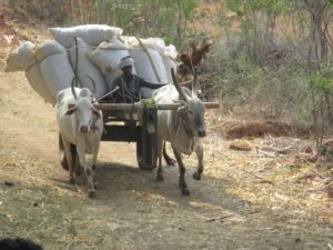 Karuna Drought Animals 3