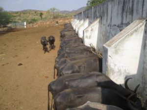 Karuna Drought Animals 4