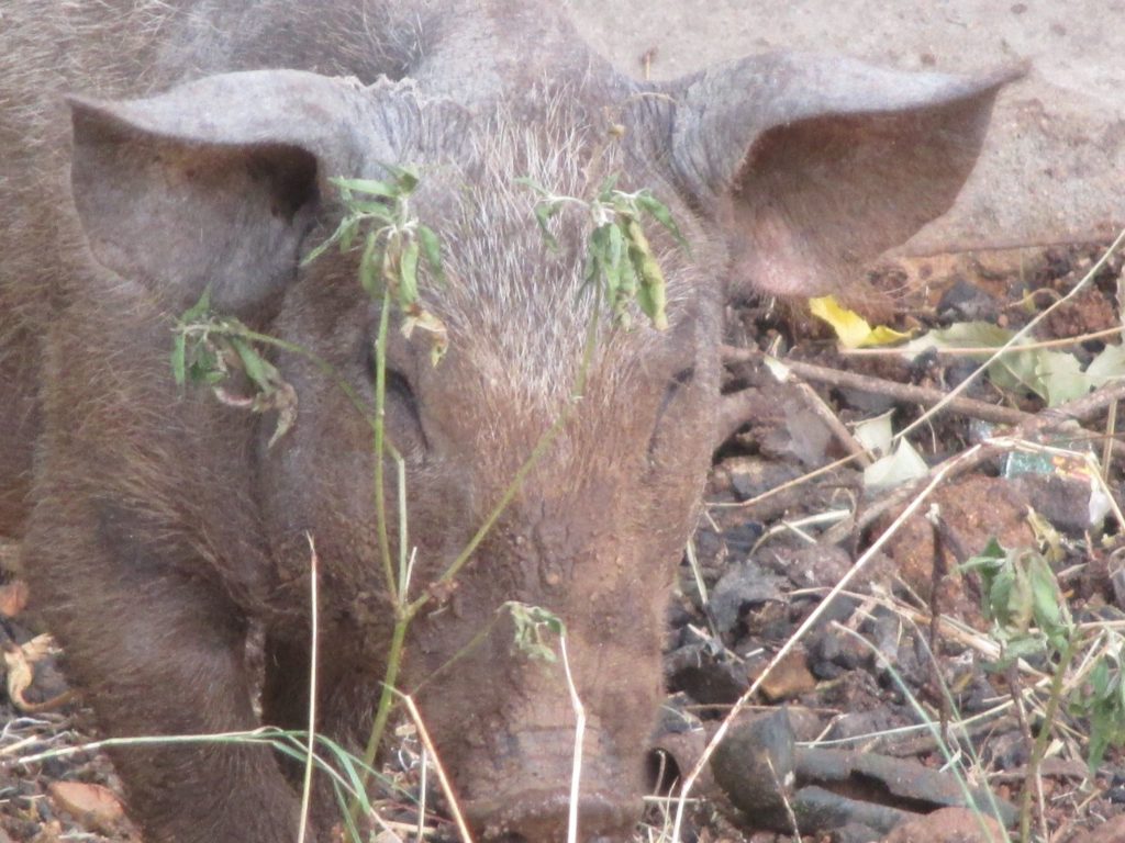 Karuna Pig Mr Bean 2016-11