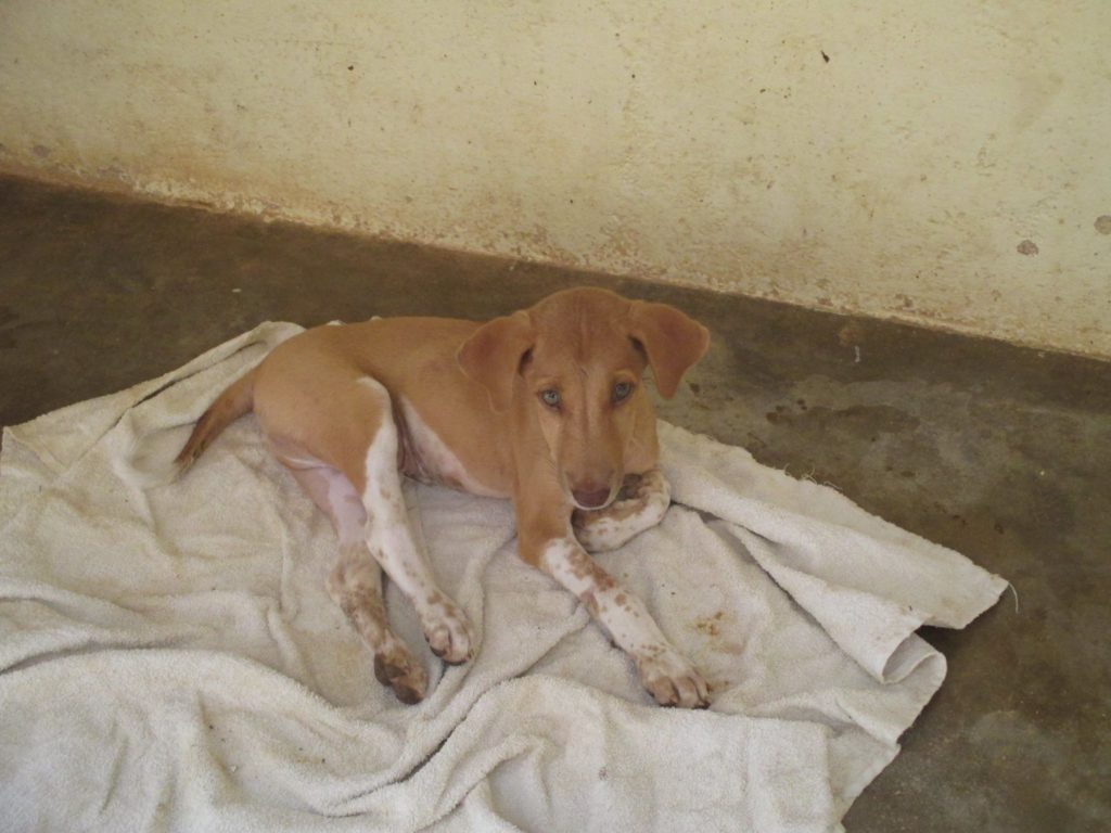 2017-05-31 Karuna Dog Paralyzed after accident