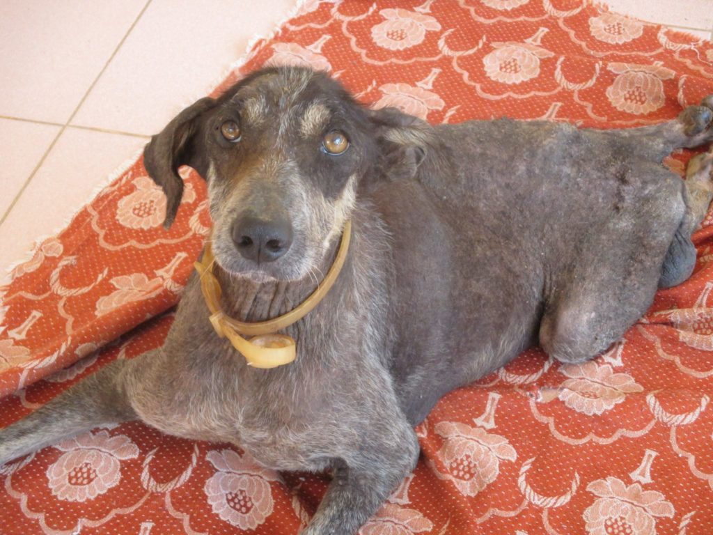 2017-06-09 Karuna Dog Paralyzed Resident