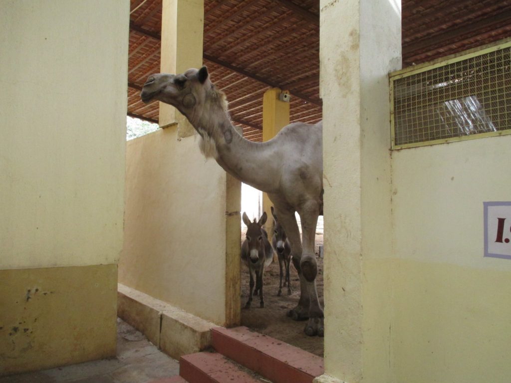 2017-06-09 Karuna camel donkeys