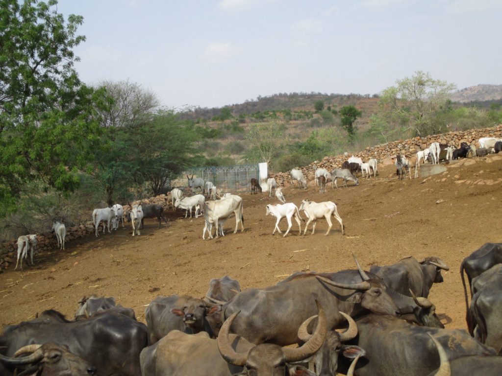 Karuna Cattle During Drought 2017