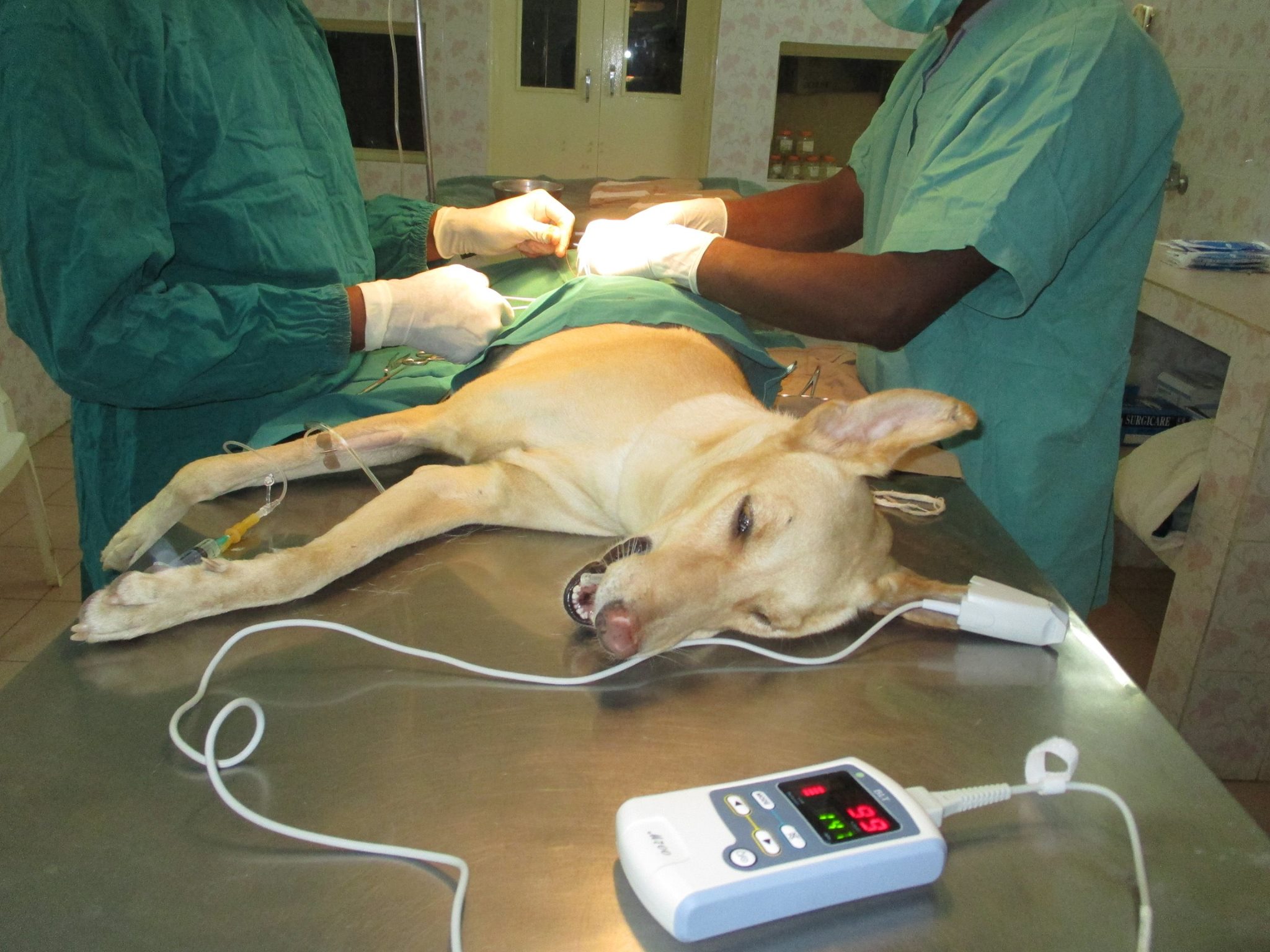 New Oximeter for Surgeries – Karuna Society for Animals and Nature