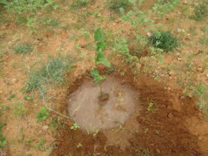 Karuna Tree Planting 2017-07-21b