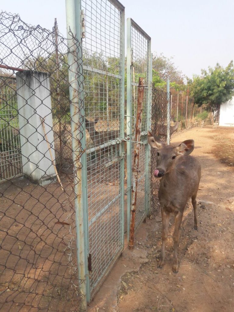 Karuna Deer Opening Gate 2018-03-15b