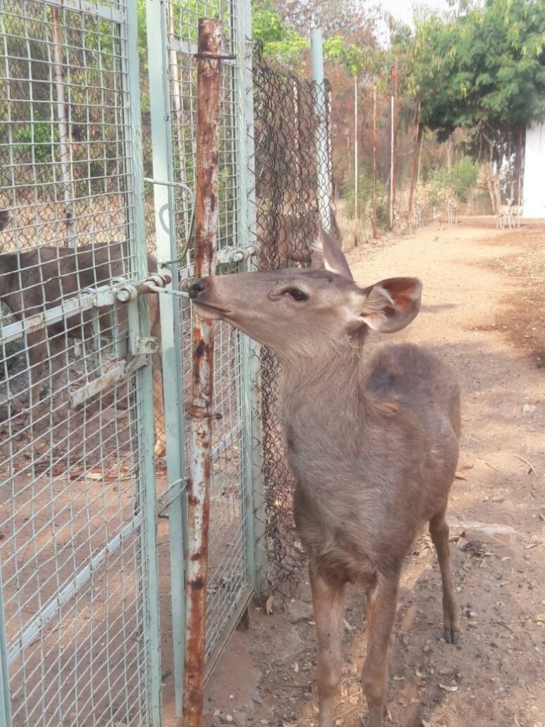 Karuna Deer Opening Gate 2018-03-15c