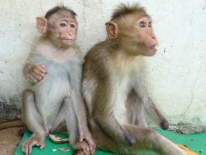 Karuna Monkeys 2018-05-25a