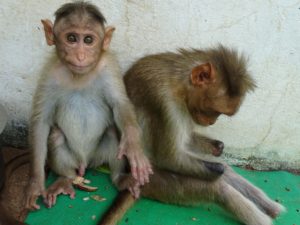 Karuna Monkeys 2018-05-25b