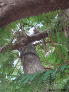 Squirrel Gill on tree 03