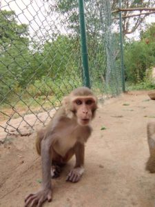 Karuna Monkey 2018-07-24a