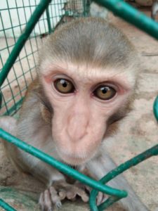 Karuna monkey closeup 2018-07-21