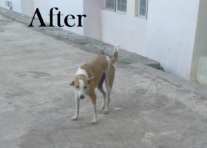 Karuna Dog Cinderella Recovered 2018-11-09