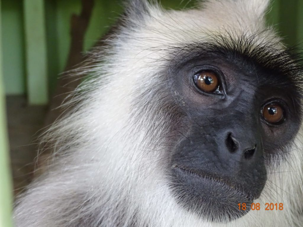 Langur 5 Karuna Monkey 2018-08 Aug