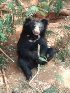 Bear Sugarcane IMG_20181111_112454