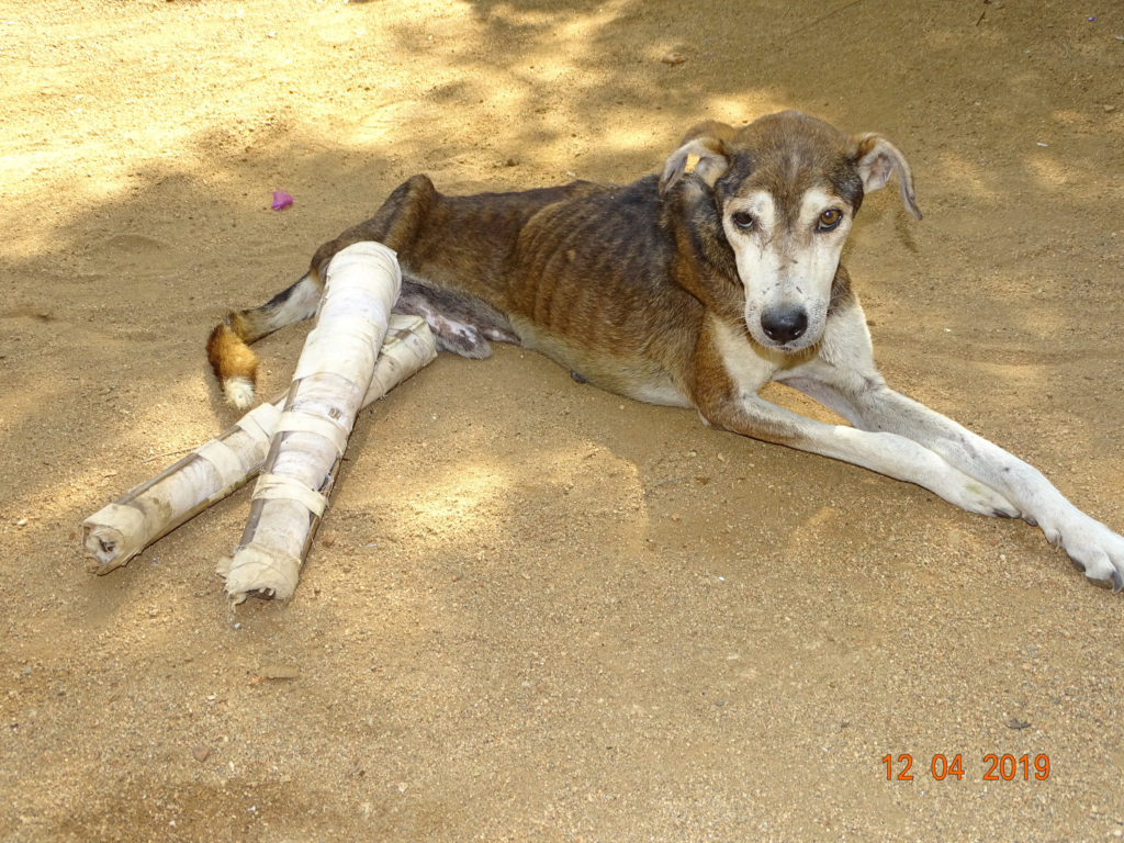 Dog paralysed 2019 Apr 14 DSC04533