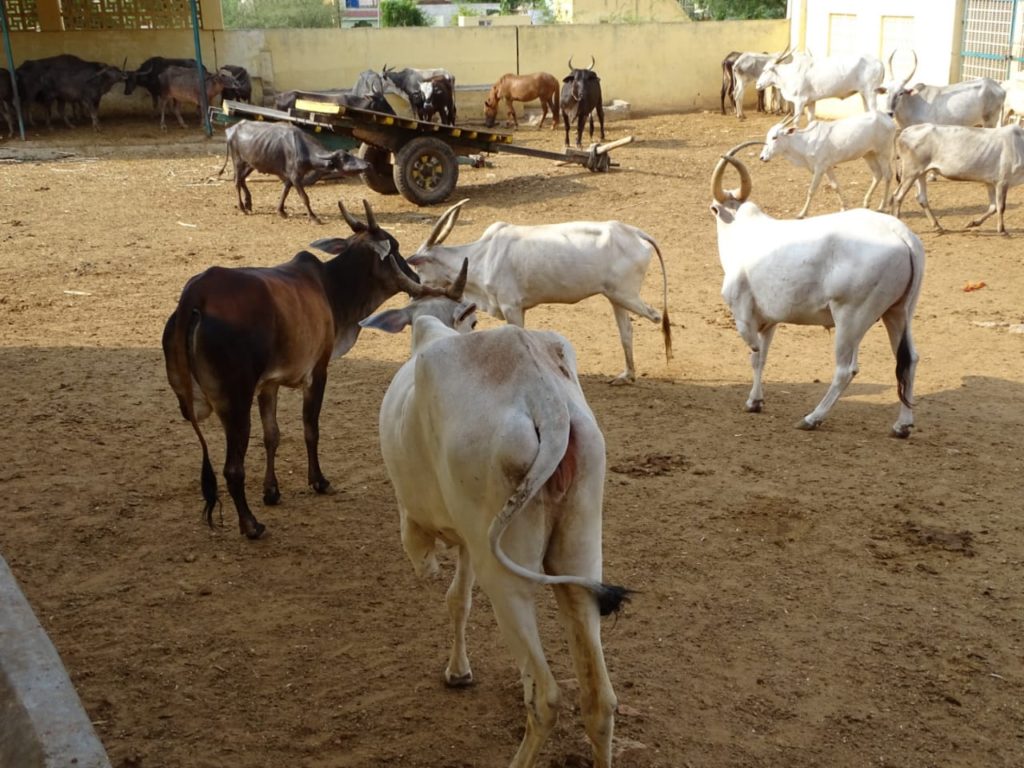 Karuna Cattle 2018-09-28a