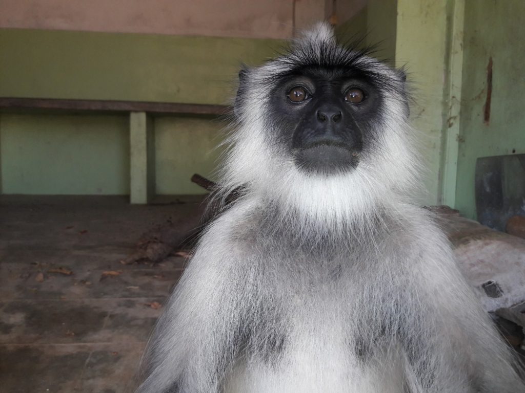 Monkey Langur 2019-02-28b