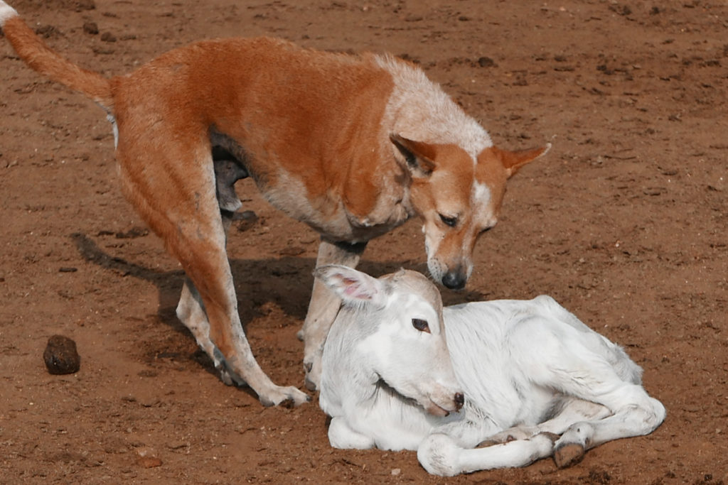 Calf with Tiger Dog 2020-01-25a