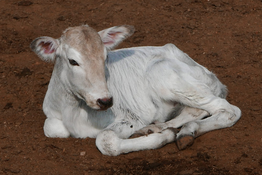 Calf with Tiger Dog 2020-01-25b