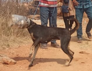 Dog with Plastic Bottle Stuck on Head! – Karuna Society for Animals and  Nature